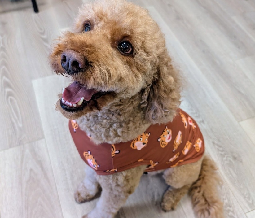 Missouri Entrepreneur Builds a Pet Boutique Around Unique Treats, Dog Nutrition and Happy Tails