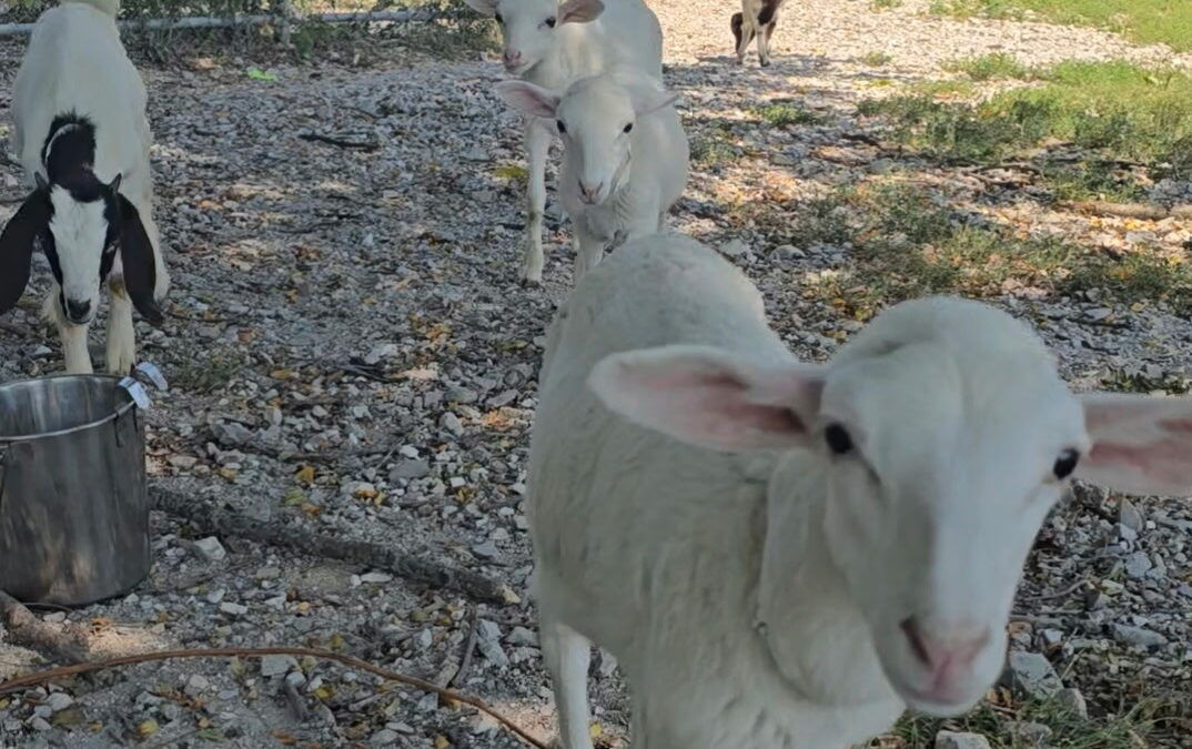 Only 24 hours needed for Missourians across the state to adopt 70 farm animals (LISTEN)