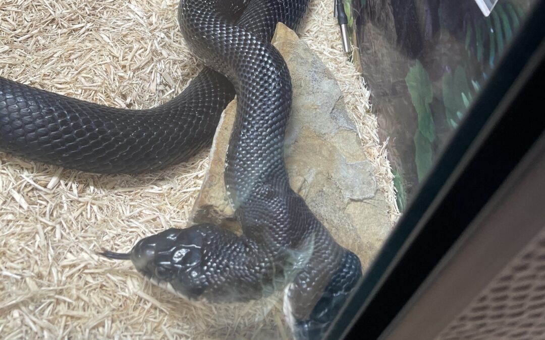 Missouri’s Shepherd of the Hills Fish Hatchery Features Two-Headed Snake and Millions of Trout (LISTEN)