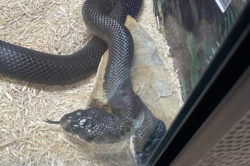 Missouri’s Shepherd of the Hills Fish Hatchery Features Two-Headed Snake and Millions of Trout (LISTEN)