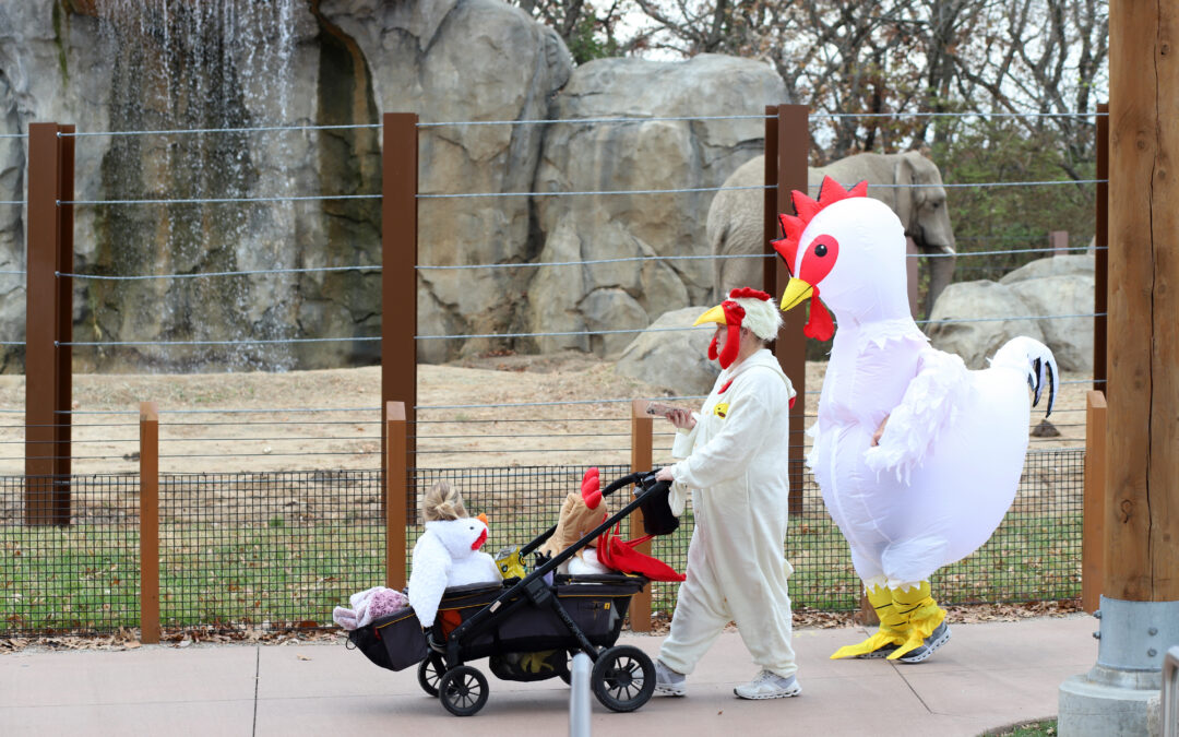 Kansas City Zoo Turns Into a Fall Adventure With GloWild, Halloween Events and More (LISTEN)