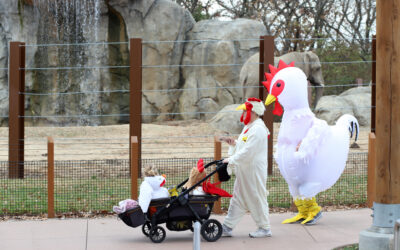 Kansas City Zoo Turns Into a Fall Adventure With GloWild, Halloween Events and More (LISTEN)