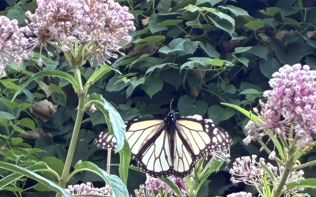 It may take decades before a Missourian lays eyes on this butterfly again (LISTEN)